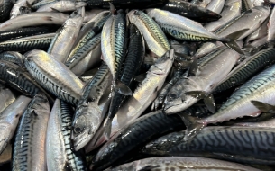 魚イメージ