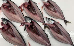 加工魚イメージ